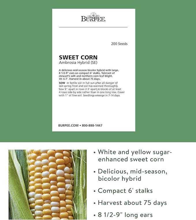 Burpee Ambrosia Sweet Corn Seeds 200 seeds
