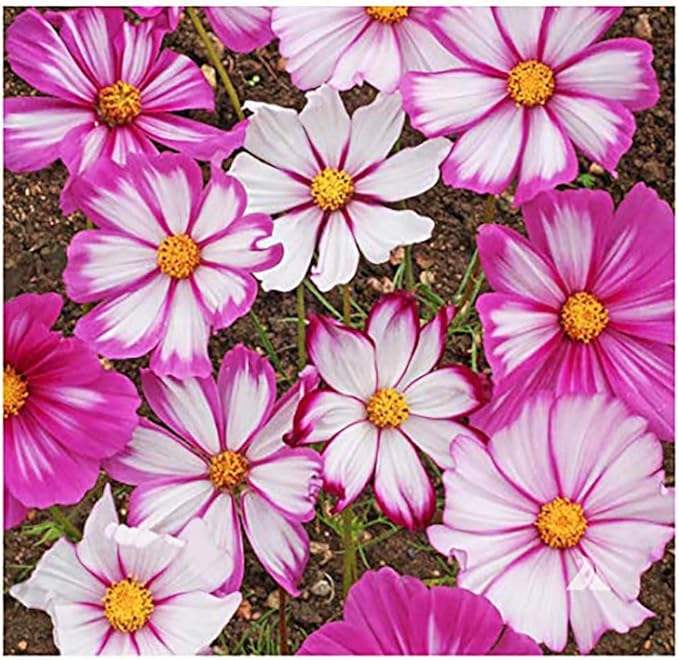 Cosmos Seeds in a Mixture of 11 Varieties - Long Blooming Period in All Zones - Easy to Grow