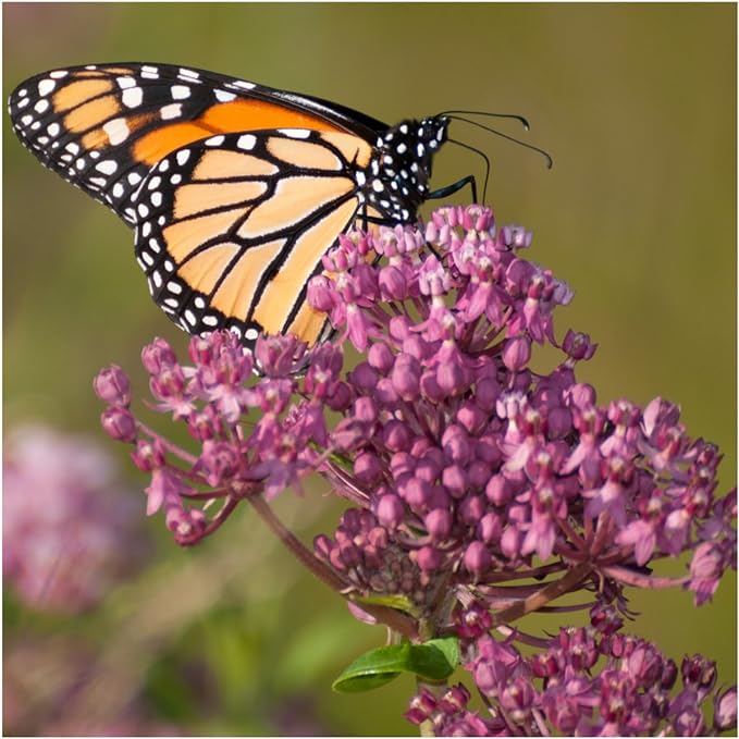 Seed Needs, Swamp Milkweed Seed Packet Collection (2 Varieties of Asclepias for Planting and Attracting Monarch Butterflies) Heirloom, Untreated & Open Pollinated