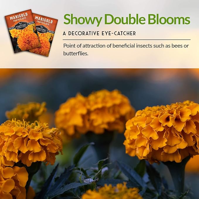 Survival Garden Seeds - Crackerjack Marigold Seed for Planting - 2 Packs with Instructions to Plant and Grow in Your Home Vegetable Garden - Non-GMO Heirloom Variety