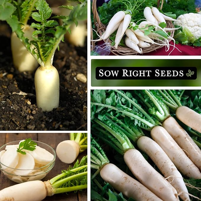 Sow Right Seeds - Japanese Minowase Daikon Radish Seeds for Planting - Non-GMO Heirloom Packet with Instructions to Plant a Home Vegetable Garden - Spring or Fall Planting Outdoors - Long White (3)