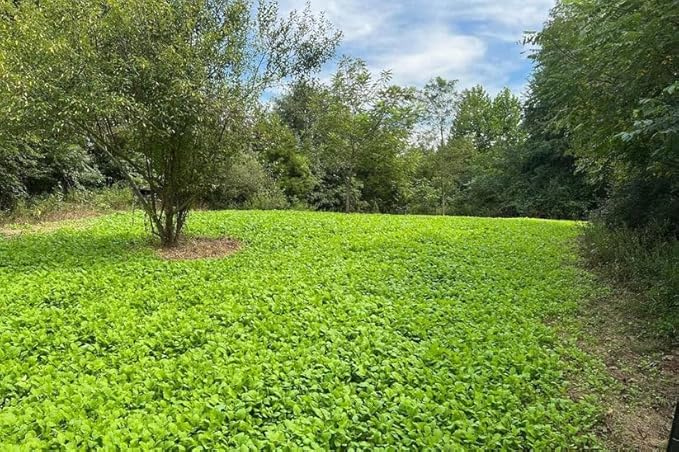 Sugar Rush | Select Seed Blends | Easiest Deer Feeder | Late Season Whitetail Deer Food Plot | No Till Turnip, Sugar Beet, Winfred Forage Brassica Seeds | Plants 1/2 Acre | 5 lb Bag