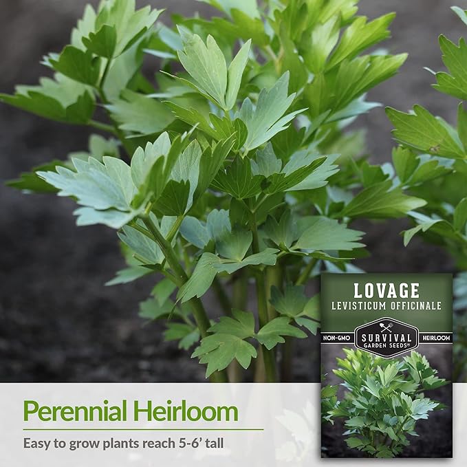 Survival Garden Seeds - Lovage Seed for Planting - 1 Pack with Instructions to Plant and Grow Perennial Levisticum Officinale Culinary Herb in Your Home Vegetable Garden - Non-GMO Heirloom Variety