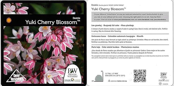 Proven Winners - Deutzia Yuki Cherry Blossom (Yuki Cherry Blossom Deutzia) Shrub, pink flowers, #3 - Size Container