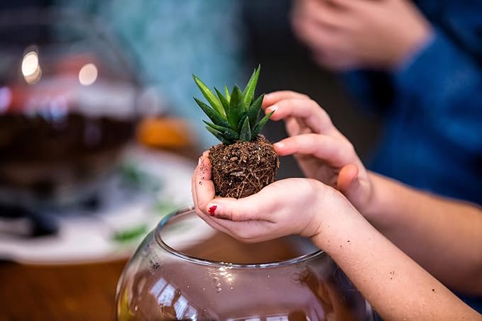 Costa Farms, Succulents, Fully Rooted, Live Indoor Plant, 2.5-Inch Haworthia, in Grower's Pot, 4-Pack