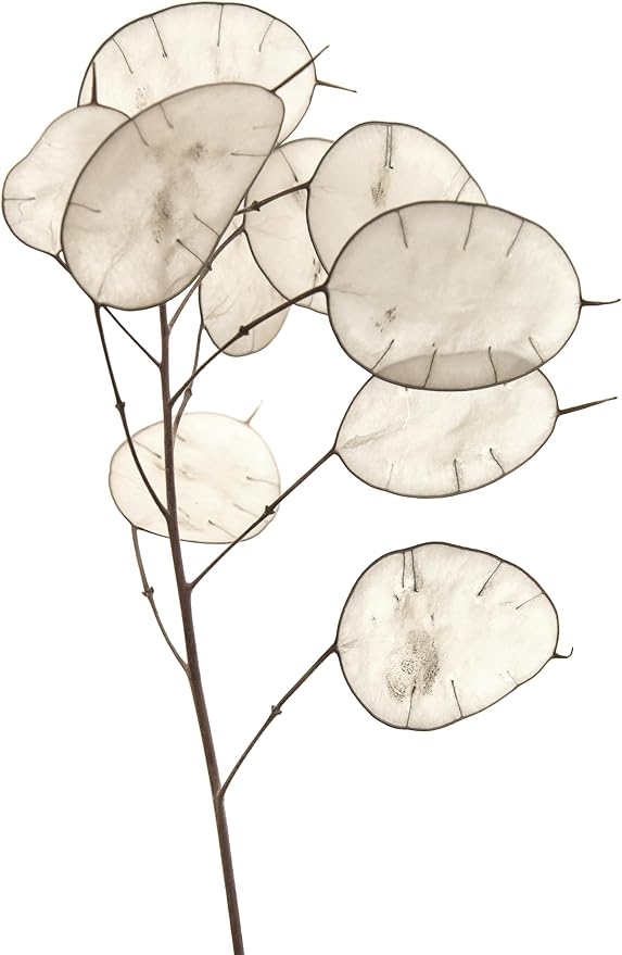 50 Lunaria Biennis Seeds - Silver Dollars, Money Plant, Honesty Plant, Moonwort