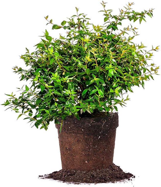 PERFECT PLANTS Edward Goucher Abelia Live Plant, 1 Gallon, Includes Care Guide