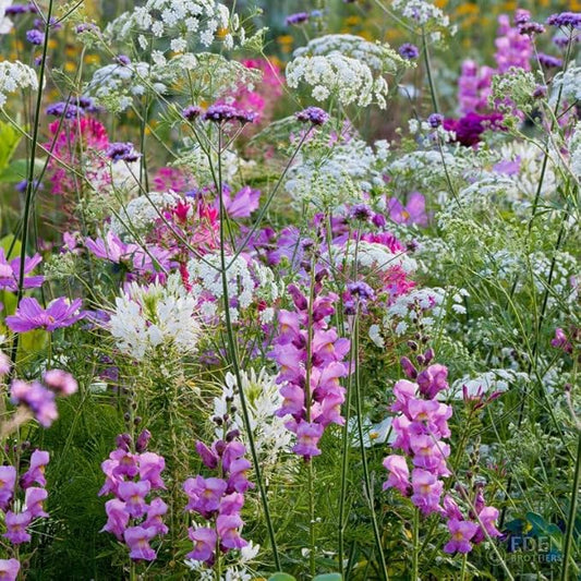 Eden Brothers Vintage Lace Flower Mixed Seeds for Planting, 1/4 lb, 120,000+ Seeds with Cosmos Gloria, Bishop's Flower, Snapdragon, Attracts Pollinators, Plant in Spring, Zones 3, 4, 5, 6, 7, 8, 9, 10