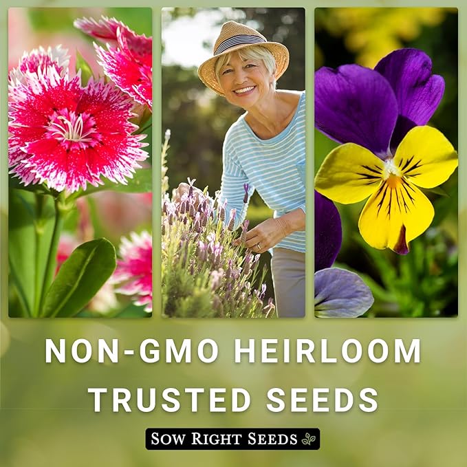 Sow Right Seeds - Texas Bluebonnet Seeds to Plant - Non-GMO Heirloom Seeds -Full Instructions for Planting - Beautiful Perennial Blue Blooms -Sweet Addition to Your Yard (2)