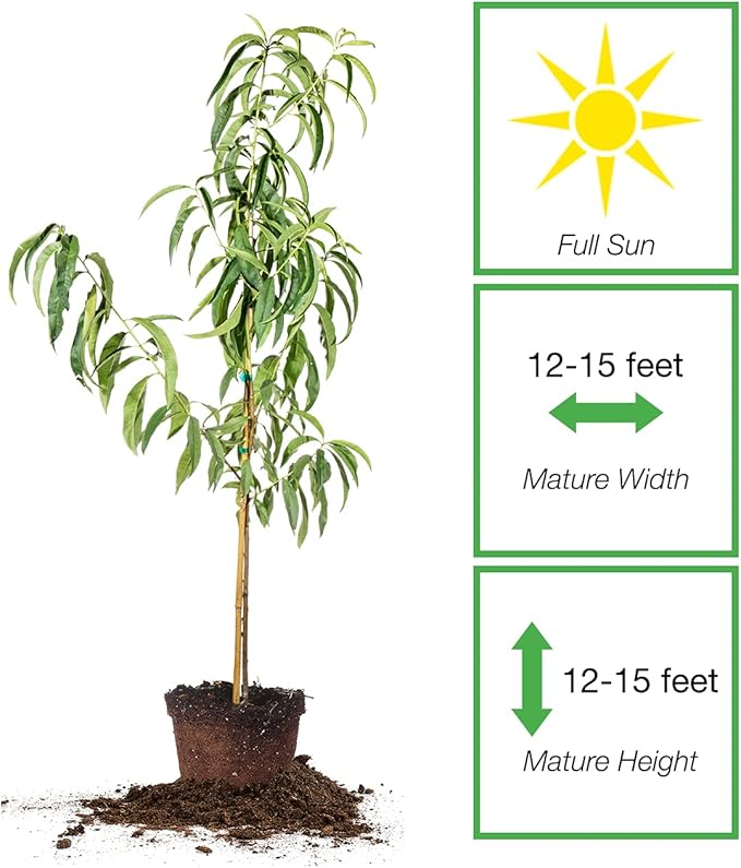 PERFECT PLANTS Snowbrite White Peach Tree 4-5ft. Tall | Full Crops with Only One Tree | Vibrant Pink Blossoms in Spring