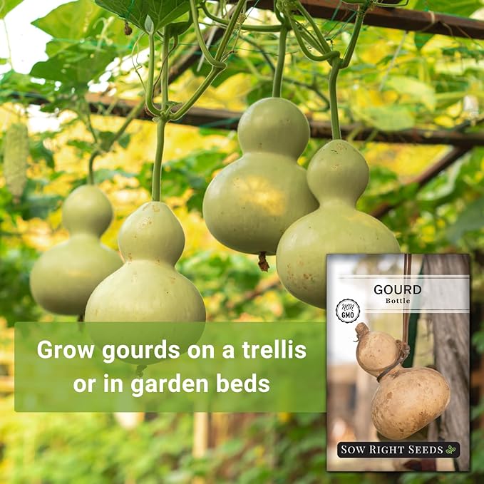 Sow Right Seeds - Bottle Gourd Seed for Planting - Non-GMO Heirloom Packet with Instructions to Plant and Grow an Outdoor Home Vegetable Garden - Ornamental Birdhouse Gourd for Crafting and Decor (2)