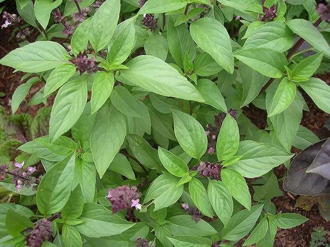 3000 Holy Basil Seeds - Hung Que - AKA. Thai Basil, Asian Basil, Ocimum basilicum | Indoors, Outdoors, and Hydroponics