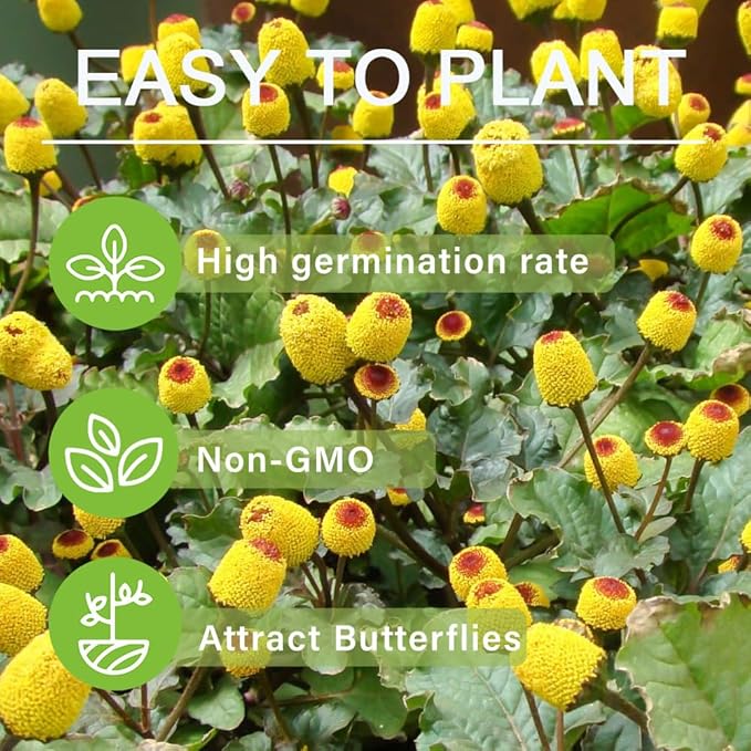 150+Yellow Toothache Plant Seeds for Planting-Perennial Garden Flowers Home Heirloom & Non-GMO Low Maintenance