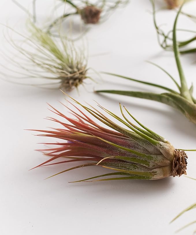 Shop Succulents Bromeliad Collection Hand Selected Variety of Tillandsia Ionantha, Purifying Live Indoor Air Plants