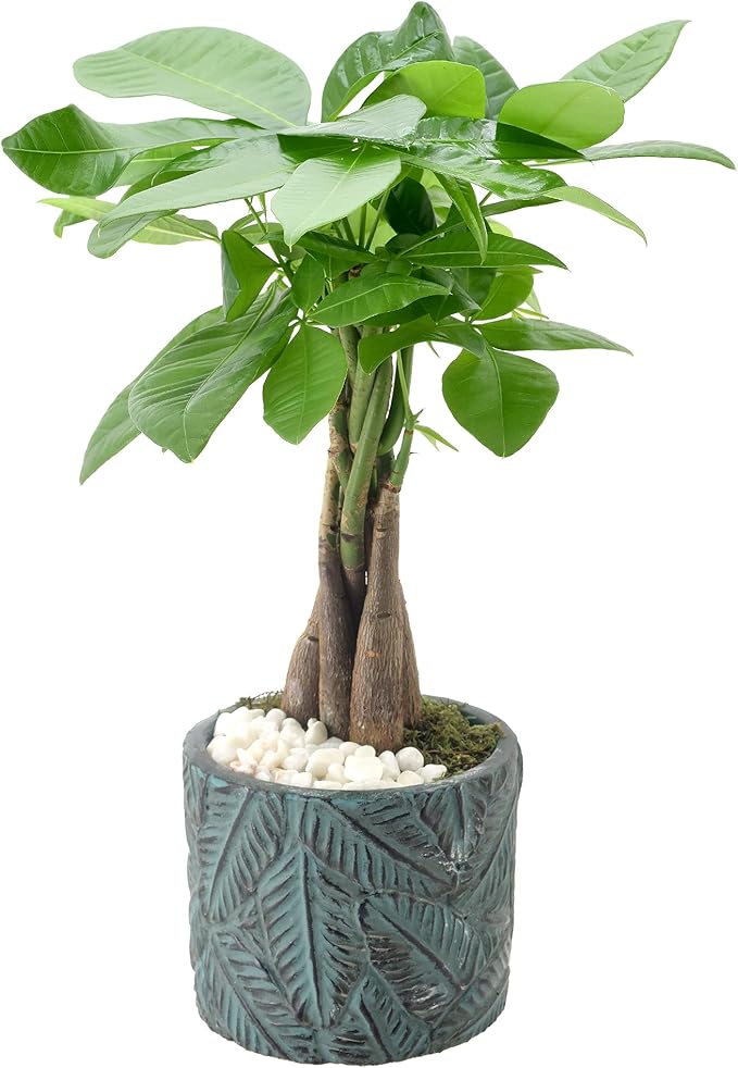 Arcadia Garden Products LV49 Money Tree, Live Indoor Plant in Tropico Leaf Ceramic Planter for Home, Work, or Gift, Blue