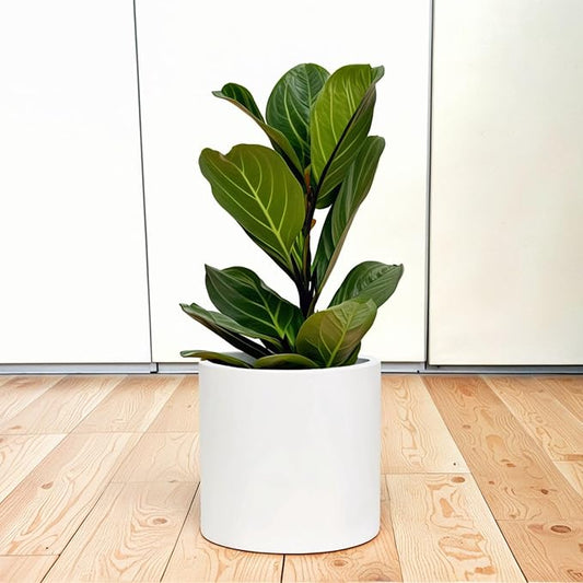 Fox & Fern 10 Inch Plant Pot with Drainage Plug — Premium Lightweight Fiberstone Matte White Planter; Indoor & Outdoor Planter; 10 Inch Pots for Plants; Weather Resistant & UV Resistant