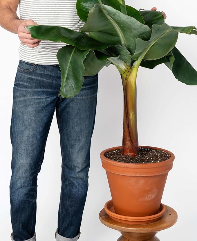 Banana Tree Potting Soil - Professional Grade Mix for Growing Delicious Bananas - Enhanced with Essential Nutrients for Bountiful Harvests (3 Quart)