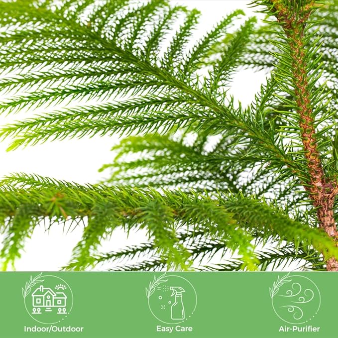 American Plant Exchange Norfolk Island Pine Tree, Easy Care Indoor or Outdoor Houseplant, Large 10-Inch Pot, Live Evergreen Décor