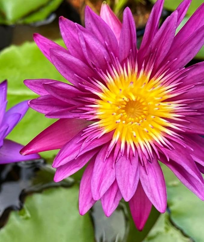 Big Pack Planting Water Features Bonsai Lotus Flower Seeds Indoor Outdoor 160pcs Bowl Lotus Seeds Mixed Lotus Seeds for Garden Pond Grow Easily Low Maintenance