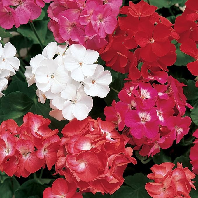 Burpee Border Mix Geranium Seeds 75 seeds