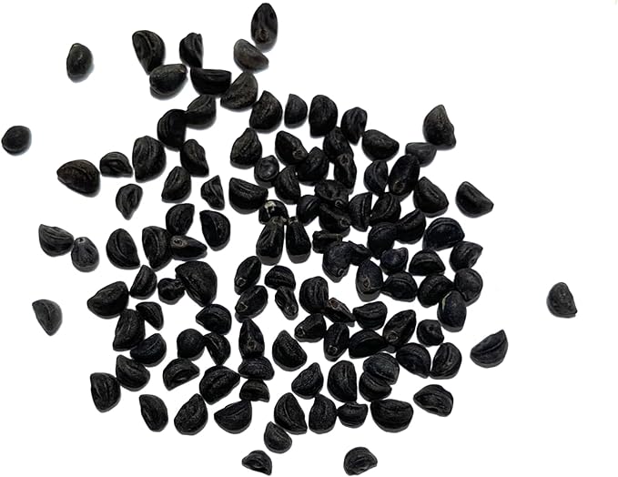 Seed Needs Black Kniolas Morning Glory Seeds for Planting - Heirloom & Open Pollinated Annual Vines - Cover a Fence or Trellis in Deep Purple Almost Black Flowers (1 Pack)