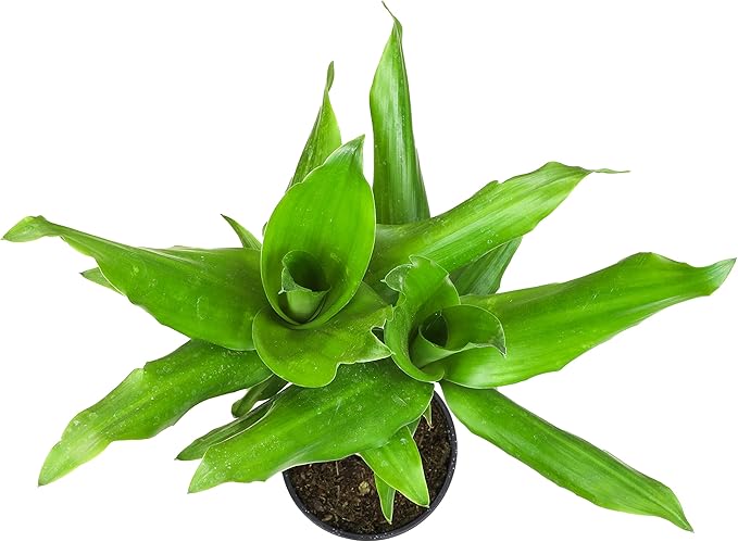 Dracaena Steudneri Moonlight 4 Pack House Plant, 4 Inch Pots for Plants, Dragon Tree Plants for Delivery Prime, Low Light House Plants, Live Plants Indoor Plants Live Houseplants by Plants for Pets