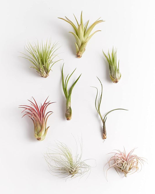 Shop Succulents Bromeliad Collection Hand Selected Variety of Tillandsia Ionantha, Purifying Live Indoor Air Plants