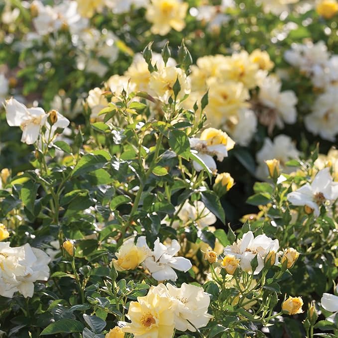 PERFECT PLANTS Lemon Drift Rose Bush 1 Gallon | Live Bushes for Outdoor Planting | Ground Cover Roses Stay Small | Bright Yellow Blooming Shrubs