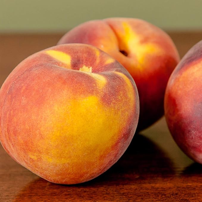 PERFECT PLANTS Flordacrest Peach Tree Live Plant, Produces Fruit, 4-5ft, Green