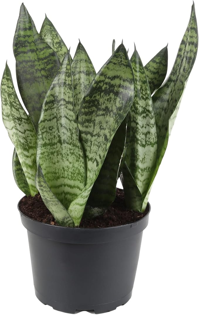 Premium Snake Plant Potting Soil Mix, Green Sansevieria Trifascatia Zeylanica Plants, Plant or Re-Pot Your Snake Plant - (1 Quart Bag)