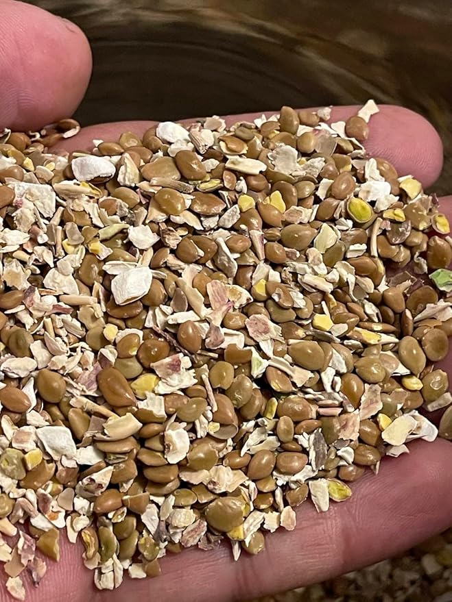 Drought-Tolerant Honey Mesquite (Prosopis) Tree Seeds (50+ Seeds) | Hardy, Fast-Growing | Perfect for Low-Water Gardens & Sustainable Landscaping