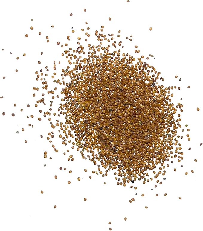 Seed Needs Watercress Seeds for Planting - Non-GMO, Heirloom & Untreated - Organically Grow Your own Culinary Herb Garden Indoors or Outdoors (5 Packs)