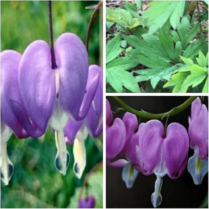 CHUXAY GARDEN Purple Bleeding Heart Seed 10 Seeds Stunning Flowering Plant Great Ornamental Features Exotic Charm Courtyard Flower