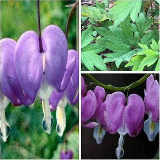 CHUXAY GARDEN Purple Bleeding Heart Seed 10 Seeds Stunning Flowering Plant Great Ornamental Features Exotic Charm Courtyard Flower