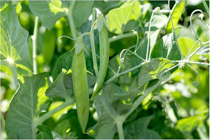 Peas Little Marvel Sweet Dwarf Bush Pea 50 Seeds (Pisum sativum) No GMO – Open Pollinated - Heirloom