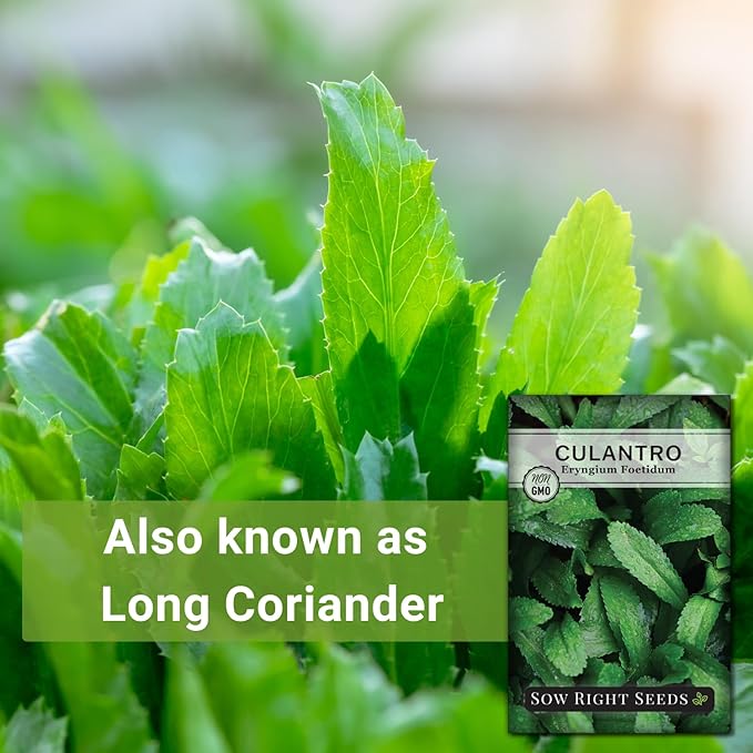 Sow Right Seeds - Culantro Seeds for Planting - Non-GMO Heirloom Packet with Instructions to Grow a Kitchen Herb Garden - Great Addition to Your Cooking - Unique and Zesty Herb from Puerto Rico
