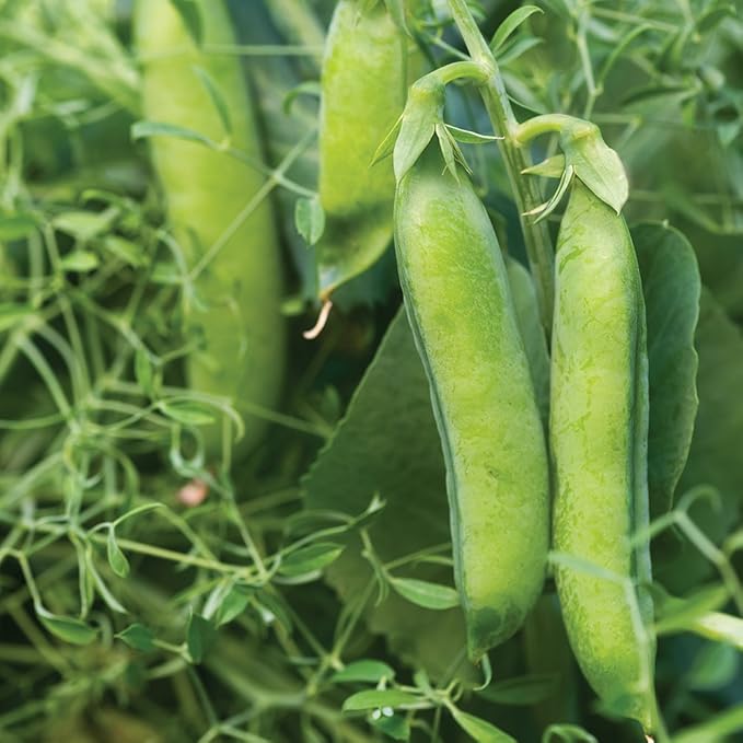 Burpee Masterpiece Pea Seeds 200 seeds