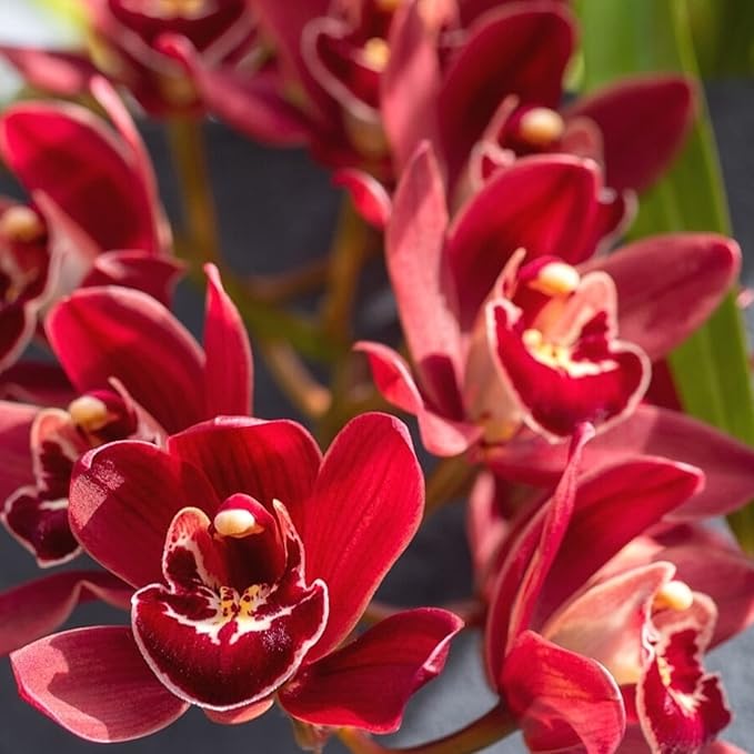 CHUXAY GARDEN Rare Red Cymbidium Orchid Seed 100 Seeds Ornamental Flowering Plant Houseplant Greenhouse Conservatory Plants Extremely Decorative