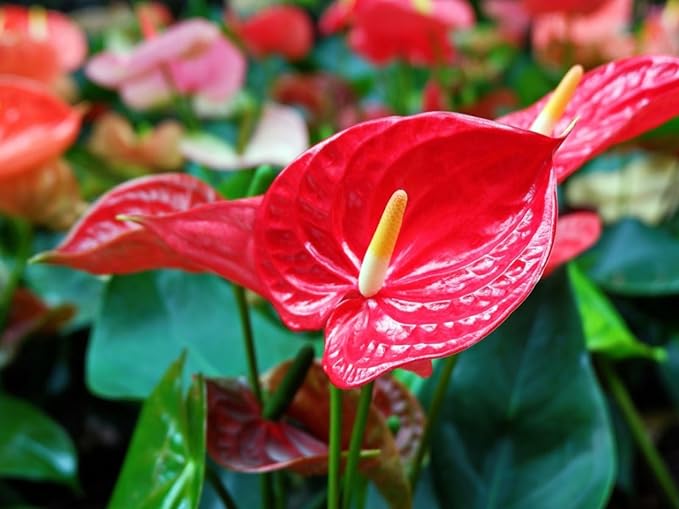 Anthurium Planting Soil - Nurture Your Plants with a Premium Potting Mix - 10 QUARTS