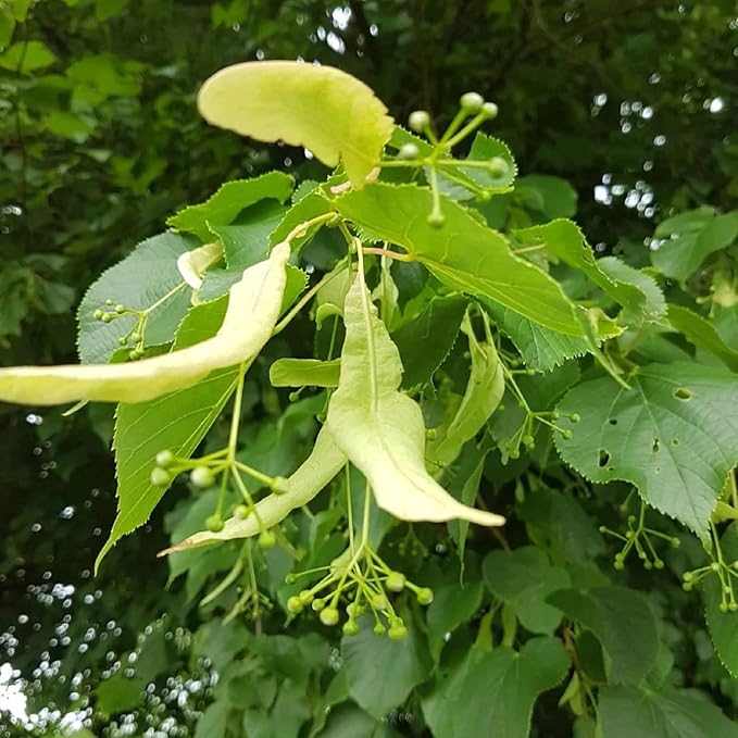 CHUXAY GARDEN 10 Seeds Tilia Platyphyllos Seed,Large-Leaved Linden,Bigleaf Linden Large Deciduous Tree Privacy Screen Grows in Garden and pots Great for Planting