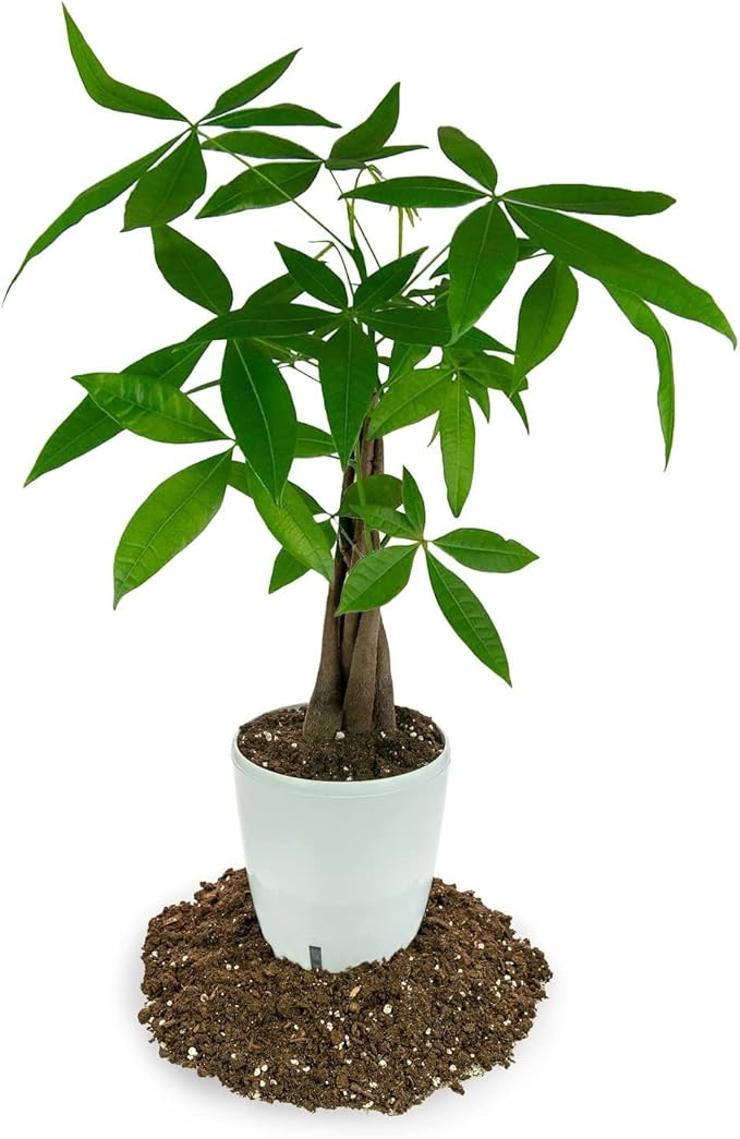 The Ultimate Soil Mix for Perfectly Tangy Citrus Limon Trees - Discover Gardenera's Revolutionary Lemon Tree Potting Mix - [1 Quart Bag]