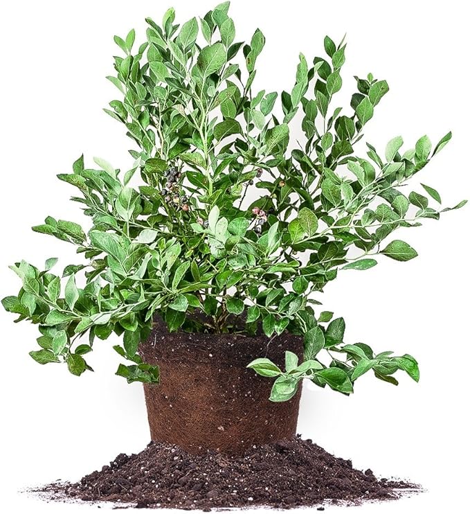 Perfect Plants Powder Blue Blueberry Live Plant, 3 Gallon, Includes Care Guide