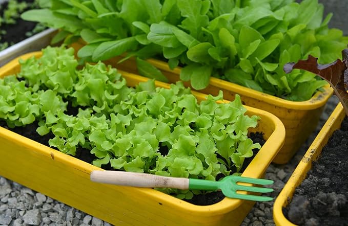 Gardenera Premium Potting Soil Blend for Lettuce Iceberg - The Ultimate Mix for Healthy, Vibrant, and Crisp Lettuce - 4 Quart
