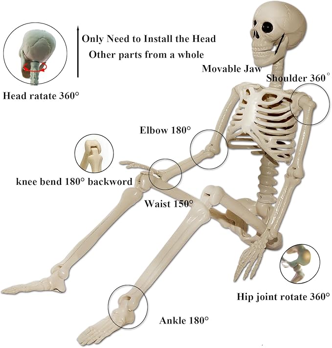 Skeleton Halloween Decorations Outdoor Indoor - 1Pcs 36" 1Pcs 16" Posable Plastic Skeleton,3FT Movable Joints Full Body Bones,Funny Halloween Decor for Party,Porch,Haunted House,Yard, Garden,Graveyard
