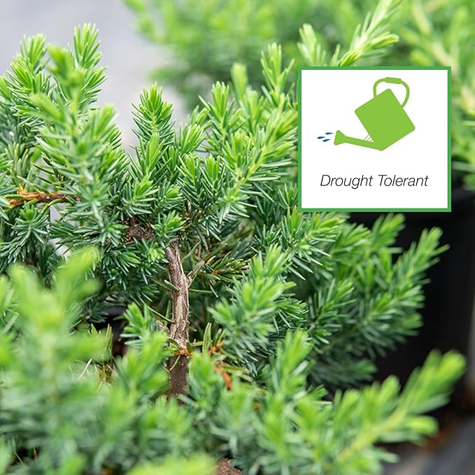 Perfect Plants Blue Pacific Juniper Shrub 1 Gallon | Real Live Outdoor Plant | Exotic Groundcover Perennial | Evergreen Foliage All Year Long