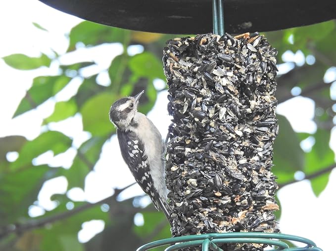JCs Wildlife All Season Blend Premium Bird Seed Small Cylinder with Hole, 1.75 lb (4 Cylinder)