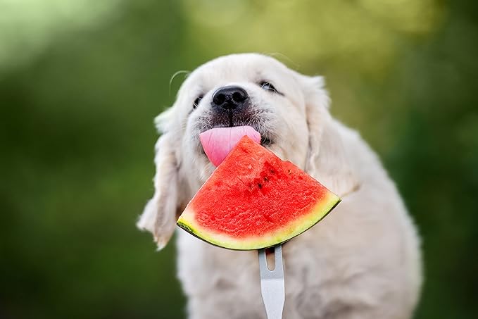 50 Sugar Baby Watermelon Seeds for Planting - Heirloom Non-GMO USA Grown Premium Fruit Seeds for Planting a Home Garden - Small Watermelon Citrullus Lanatus by RDR Seeds