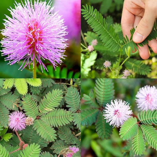 300+ Perennial Mimosa Seeds for Planting Outdoors Non GMO Organic