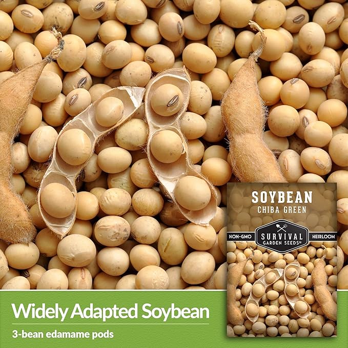 Survival Garden Seeds - Chiba Green Soybean Seed for Planting - 2 Packs with Instructions to Plant and Grow Protein-Rich Edamame Pods in Your Home Vegetable Garden - Non-GMO Heirloom Variety