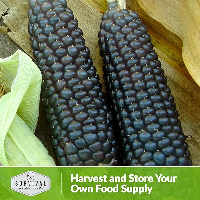 Blue Hopi Corn Seeds for Planting - 1 Packet with Instructions to Plant and Grow Heritage Blue Maize in Your Home Vegetable Garden - Non-GMO Heirloom Variety - Survival Garden Seeds